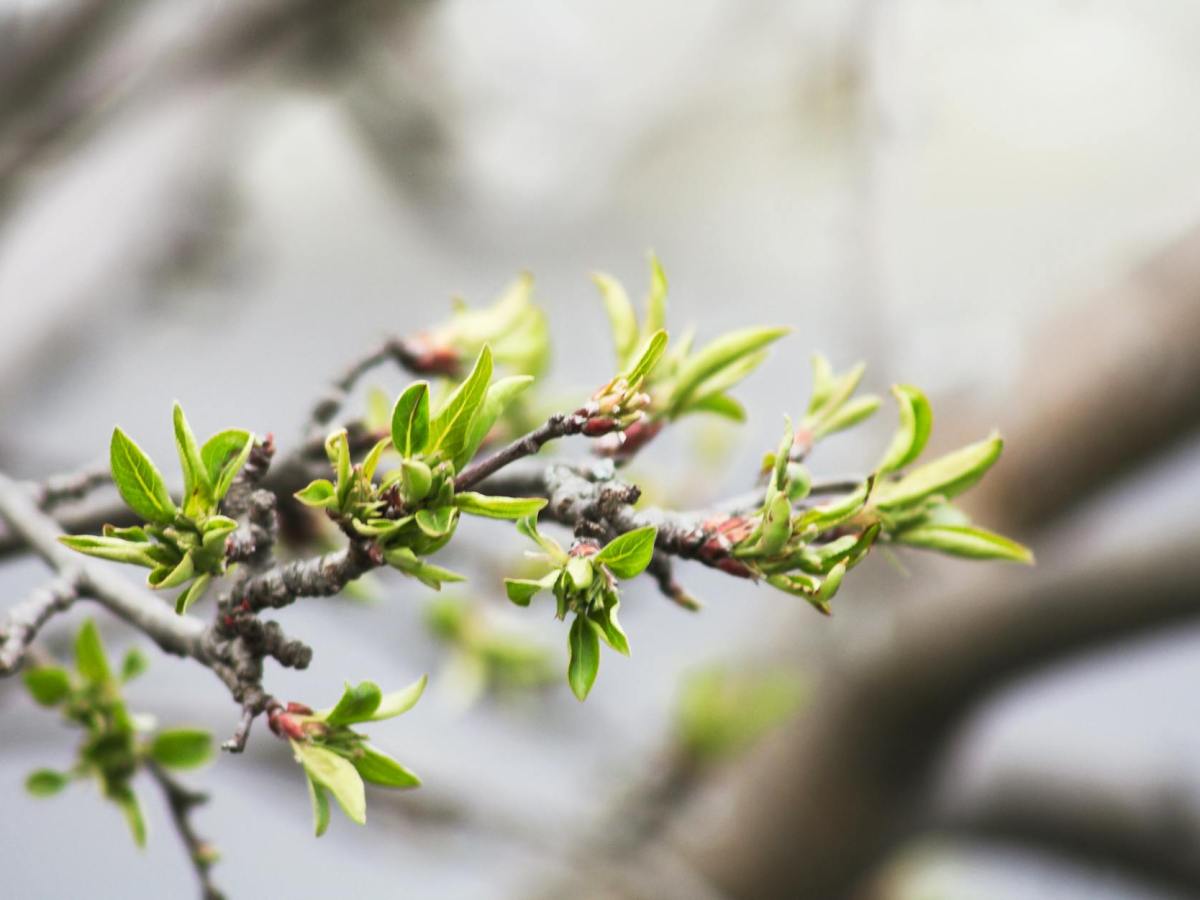 Les bourgeons pour améliorer votre&nbsp;digestion
